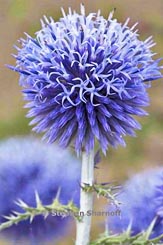 echinops ritro thumbnail graphic